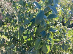 Prunus ilicifolia lyonii