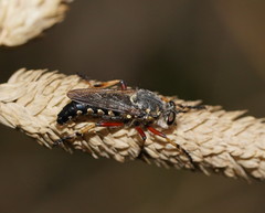 Thereutria amaraca