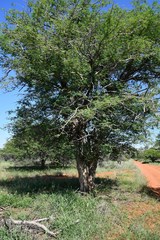 Senegalia erubescens
