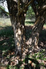 Senegalia erubescens
