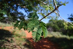 Senegalia erubescens