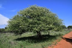 Senegalia fleckii