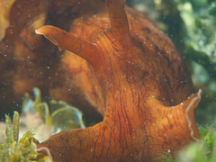 Aplysia extraordinaria