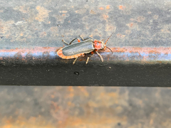 Cantharis rustica
