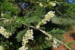 Senegalia fleckii