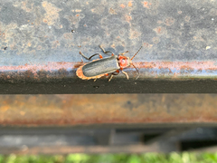Cantharis rustica