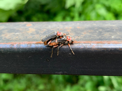 Cantharis rustica