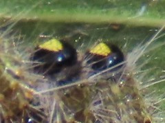 Epicoma melanospila