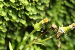 Gynura drymophila