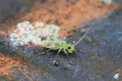 Stenopsocidae