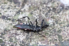 Parsialus