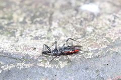 Parsialus