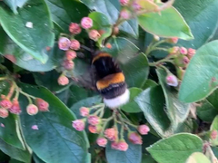 Bombus