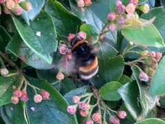 Bombus
