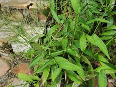 Ichnanthus pallens