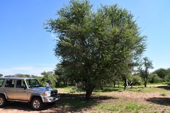 Vachellia robusta robusta
