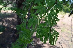Vachellia robusta robusta