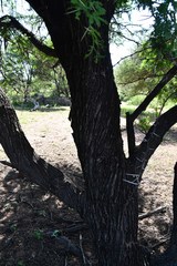 Vachellia robusta robusta