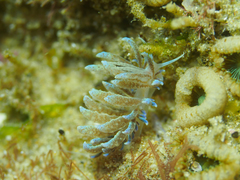 Phyllodesmium crypticum