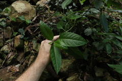 Deeringia arborescens