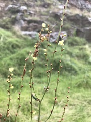 Muehlenbeckia rhyticarya