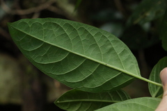 Deeringia arborescens