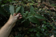 Deeringia arborescens