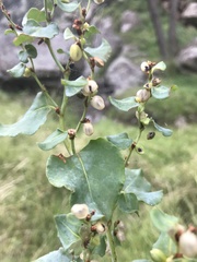 Muehlenbeckia rhyticarya