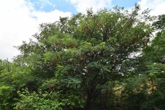 Albizia brevifolia