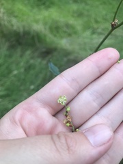 Muehlenbeckia rhyticarya