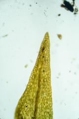 Diobelonella palustris