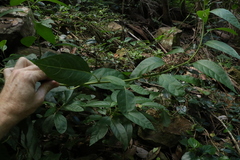 Deeringia arborescens