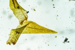 Diobelonella palustris