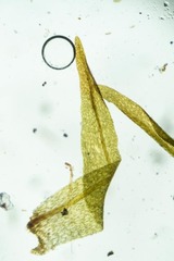 Diobelonella palustris