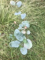 Muehlenbeckia rhyticarya