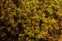 Diobelonella palustris