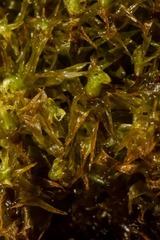 Diobelonella palustris
