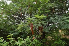 Albizia brevifolia