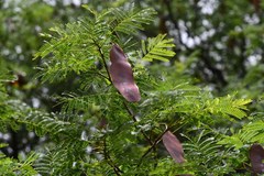 Albizia brevifolia