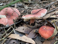 Russula lenkunya