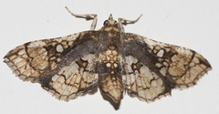 Omphisa anastomosalis