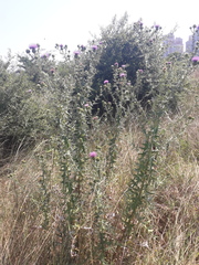 Cirsium ciliatum