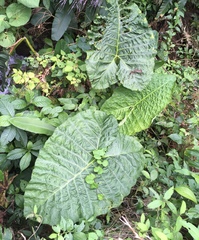 Xanthosoma undipes