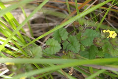 Gynura drymophila