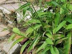 Ichnanthus pallens