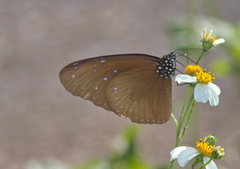 Euploea mulciber