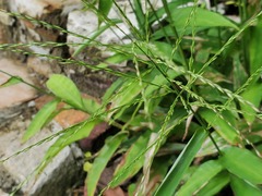 Ichnanthus pallens