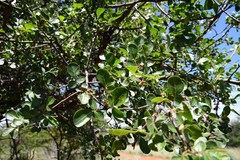 Commiphora angolensis