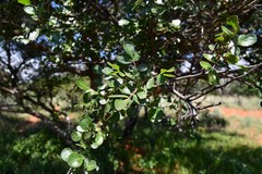 Commiphora angolensis