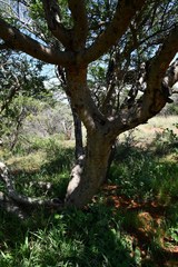 Commiphora angolensis